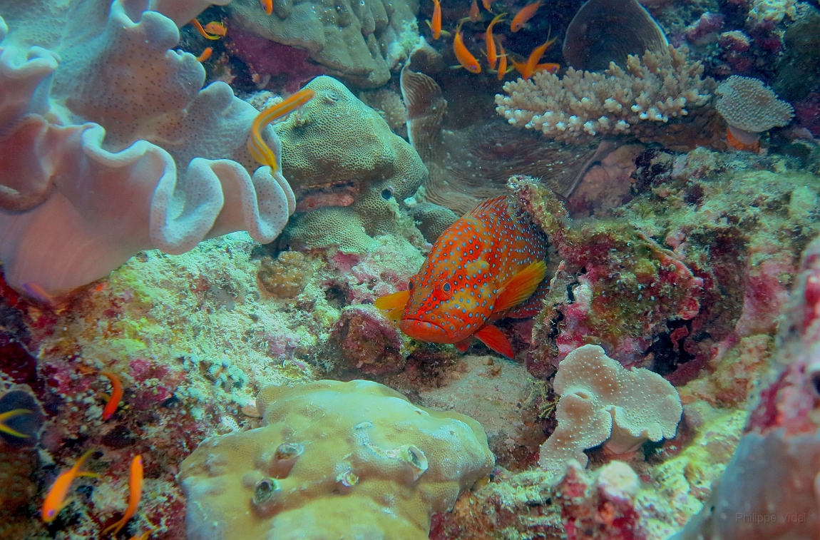IMG_0360rf_Maldives_Madoogali_Plongee 4_Feridhoo dhigga_Merou loche vagabonde_Plectropomus pessuliferus.jpg